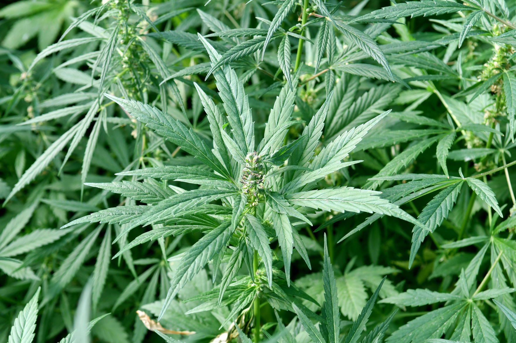 120520-qc-nws-hemp-109